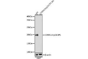 Western blot analysis of extracts from wild type (WT) and CDKN1A/p21CIP1 knockout (KO) 293T cells, using CDKN1A/p21CIP1 antibody (ABIN7266599) at 1:1000 dilution. (p21 anticorps)