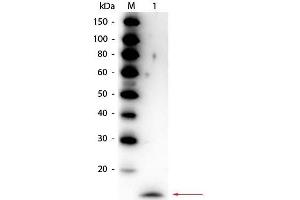 Western Blot of Rabbit anti-Rat IL-17A Antibody Peroxidase Conjugated. (Interleukin 17a anticorps  (HRP))