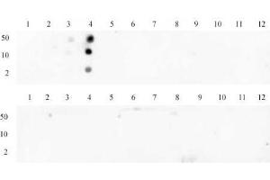 Histone H3 trimethyl Lys4 antibody tested by dot blot analysis. (Histone 3 anticorps  (H3K4me3))