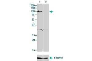 Western blot analysis of KSR2 over-expressed 293 cell line, cotransfected with KSR2 Validated Chimera RNAi (Lane 2) or non-transfected control (Lane 1). (KSR2 anticorps  (AA 411-500))