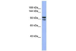 WB Suggested Anti-BBX Antibody Titration:  0. (BBX anticorps  (Middle Region))