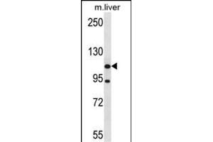 ADNP2 Antibody (Center) (ABIN657902 and ABIN2846853) western blot analysis in mouse liver tissue lysates (35 μg/lane). (ADNP2 anticorps  (AA 702-731))