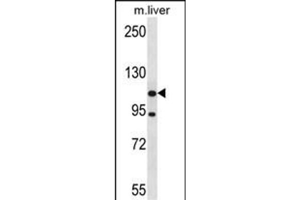 ADNP2 antibody  (AA 702-731)