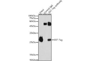 Immunoprecipitation analysis of 50 μg extracts of GST Protein using 3 μg GST-Tag antibody (ABIN3020561 and ABIN3020562).