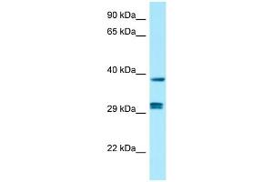 WB Suggested Anti-PPP1CB Antibody Titration: 1.
