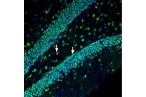 Expression of Prostaglandin F2-alpha receptor in mouse hippocampus - Immunohistochemical staining of perfusion-fixed frozen mouse brain sections with Anti-Prostaglandin F2-α Receptor/PTGFR Antibody (ABIN7043565, ABIN7045120 and ABIN7045121) (1:200), followed by goat anti-rabbit-AlexaFluor-488.