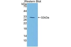 Detection of Recombinant JAG1, Mouse using Polyclonal Antibody to Jagged 1 (JAG1) (JAG1 anticorps  (AA 826-1084))