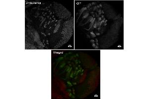 Immunofluorescence (IF) image for anti-Asense (C-Term) antibody (ABIN7272995) (Asense (C-Term) anticorps)