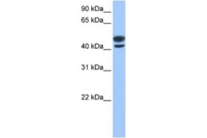 anti-LOC731673 antibody