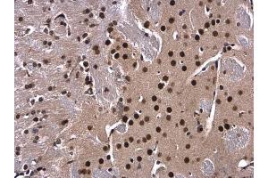 IHC-P Image XBP1 antibody [N3C3] detects XBP1 protein at nucleus in mouse brain by immunohistochemical analysis. (XBP1 anticorps)