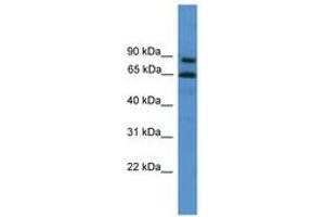 Image no. 1 for anti-Zinc Finger Protein 257 (ZNF257) (C-Term) antibody (ABIN6746173) (ZNF257 anticorps  (C-Term))