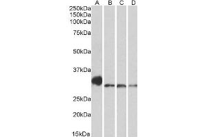 ABIN2564085 (0. (NEK7 anticorps  (C-Term))