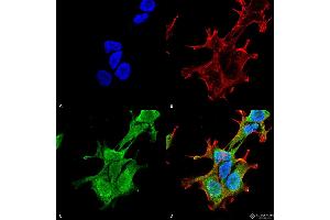 Immunocytochemistry/Immunofluorescence analysis using Mouse Anti-PINK1 Monoclonal Antibody, Clone S4-15 . (PINK1 anticorps  (AA 112-496) (Biotin))