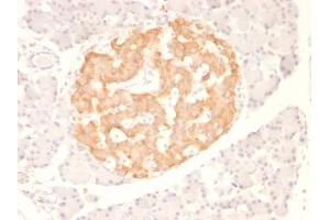 Formalin-fixed, paraffin-embedded Rat Pancreas stained with TNF alpha Monoclonal Antibody (TNF706) (TNF alpha anticorps  (N-Term))