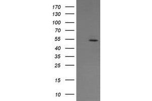 Image no. 3 for anti-ERG, ETS transcription factor (ERG) antibody (ABIN1498080) (ERG anticorps)