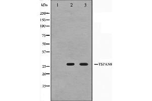 Western blot analysis on Jurkat and K562 cell lysate using TSPAN8 Antibody,The lane on the left is treated with the antigen-specific peptide. (Tspan-8 anticorps  (Internal Region))