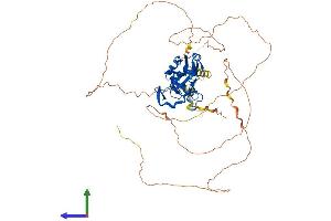 AlphaFold protein structure predicition of Human Recombinant TBX15 Protein, UniprotID Q96SF7