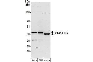 anti-Vps20-Associated 1 Homolog (VTA1) (AA 150-200) antibody