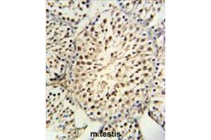 YPEL5 Antibody (C-term) IHC analysis in formalin fixed and paraffin embedded mouse testis tissue followed by peroxidase conjugation of the secondary antibody and DAB staining. (YPEL5 anticorps  (C-Term))