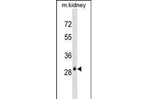 AQP3 Antibody (Center) (ABIN1537917 and ABIN2838290) western blot analysis in mouse kidney tissue lysates (35 μg/lane). (AQP3 anticorps  (AA 163-191))