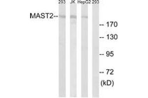 Western Blotting (WB) image for anti-Microtubule Associated serine/threonine Kinase 2 (MAST2) (AA 1201-1250) antibody (ABIN2889643) (MAST2 anticorps  (AA 1201-1250))