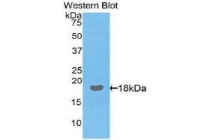 Western Blotting (WB) image for anti-Interleukin 17 (IL17) (AA 25-169) antibody (ABIN1859350) (IL-17 anticorps  (AA 25-169))