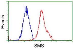 Flow cytometric Analysis of Hela cells, using anti-SMS antibody (ABIN2454730), (Red), compared to a nonspecific negative control antibody, (Blue). (SMS anticorps)