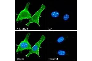 (ABIN184679) Immunofluorescence analysis of paraformaldehyde fixed NIH3T3 cells, permeabilized with 0. (NUMB anticorps  (C-Term))