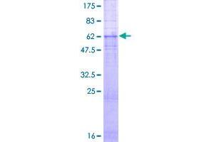 SDS-PAGE (SDS) image for Gastrin-Releasing Peptide Receptor (GRPR) (AA 1-384) protein (GST tag) (ABIN1355803)