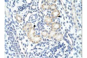 Image no. 1 for anti-MYC Induced Nuclear Antigen (MINA) (N-Term) antibody (ABIN6736179) (MINA anticorps  (N-Term))