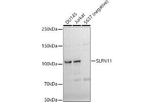 anti-Schlafen Family Member 11 (SLFN11) antibody