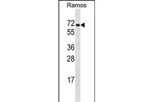 RBPJ Antibody (N-term) (ABIN1538823 and ABIN2849020) western blot analysis in Ramos cell line lysates (35 μg/lane).