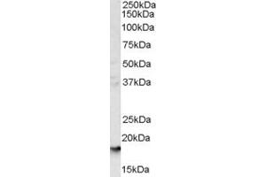 ABIN185486 (1µg/ml) staining of human liver lysate (35µg protein in RIPA buffer). (CD235a/GYPA anticorps  (C-Term))