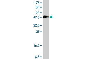 Western Blot detection against Immunogen (37 KDa) .