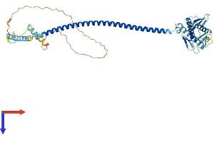 Becn2 (AA 1-431) protein (His tag)