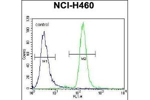anti-Cyclin Y-Like 3 (CCNYL3) (AA 46-74), (N-Term) antibody