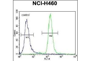 CCNYL3 Antibody (N-term) (ABIN656149 and ABIN2845484) flow cytometric analysis of NCI- cells (right histogram) compared to a negative control cell (left histogram). (CCNYL3 anticorps  (N-Term))