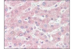 Immunohistochemistry (IHC) image for anti-Superoxide Dismutase 1, Soluble (SOD1) antibody (ABIN180961)