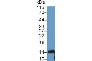 Detection of IL10 in Human Lymphocyte lysate using Polyclonal Antibody to Interleukin 10 (IL10) (IL-10 anticorps  (AA 19-178))