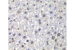 Immunohistochemistry of paraffin-embedded Mouse liver using U2AF1 Polyclonal Antibody at dilution of 1:200 (40x lens). (U2AF1 anticorps)