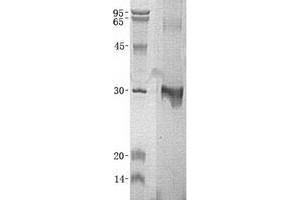 Validation with Western Blot (MOBKL3 Protein (Transcript Variant 3) (His tag))