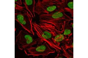 Immunofluorescence analysis of HeLa cells using XRCC5 monoclonal antobody, clone 5C5  (green). (XRCC5 anticorps)