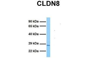 Host:  Rabbit  Target Name:  CLDN8  Sample Tissue:  Human 293T  Antibody Dilution:  1.