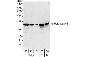 Western Blotting (WB) image for anti-Catenin, beta (CATNB) (AA 25-75) antibody (ABIN7453663)