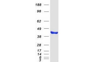 Validation with Western Blot