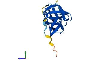 AlphaFold protein structure predicition of Human Recombinant YPEL3 Protein, UniprotID P61236