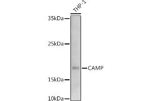 Western blot analysis of extracts of THP-1 cells, using (ABIN3022305, ABIN3022306, ABIN3022307, ABIN1512664 and ABIN6218724) at 1:1000 dilution.