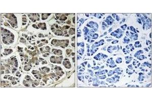 Immunohistochemistry analysis of paraffin-embedded human pancreas, using ATP5G2 Antibody. (ATP5G2 anticorps  (AA 1-50))