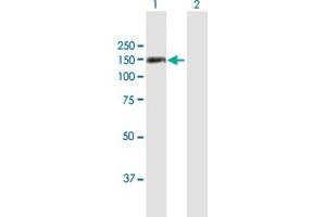 Western Blot analysis of TSHZ1 expression in transfected 293T cell line by TSHZ1 MaxPab polyclonal antibody. (TSHZ1 anticorps  (AA 1-1032))