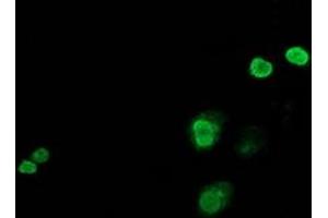 Immunofluorescence (IF) image for anti-Jun Proto-Oncogene (JUN) antibody (ABIN1498935)